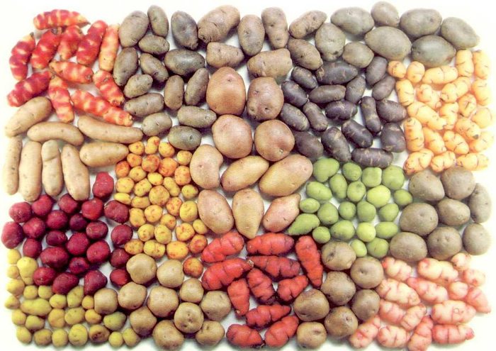 Conoce más sobre la historia de la Gastronomía Peruana